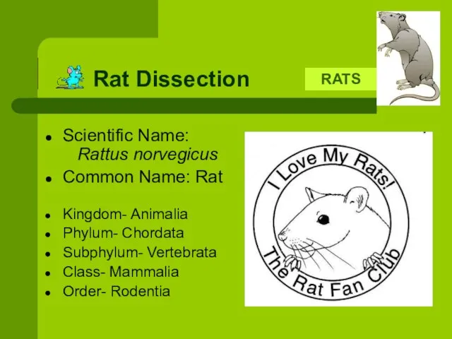 Rat Dissection Scientific Name: Rattus norvegicus Common Name: Rat Kingdom- Animalia