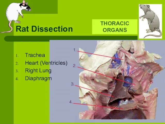 Rat Dissection THORACIC ORGANS Trachea Heart (Ventricles) Right Lung Diaphragm