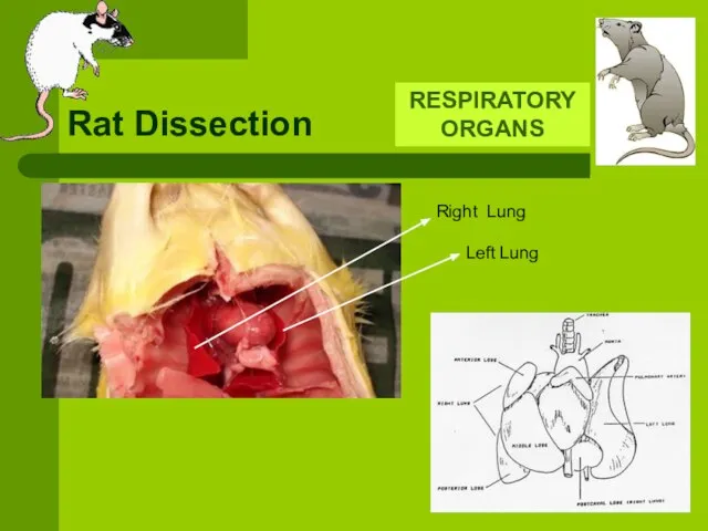 Rat Dissection RESPIRATORY ORGANS Right Lung Left Lung