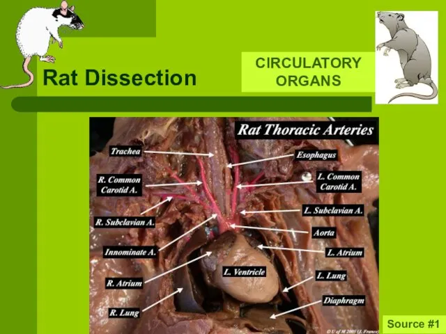 Rat Dissection CIRCULATORY ORGANS Source #1