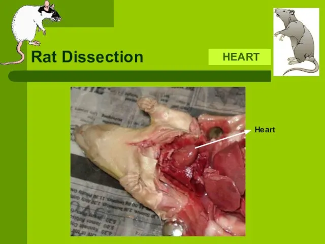 Rat Dissection HEART Heart