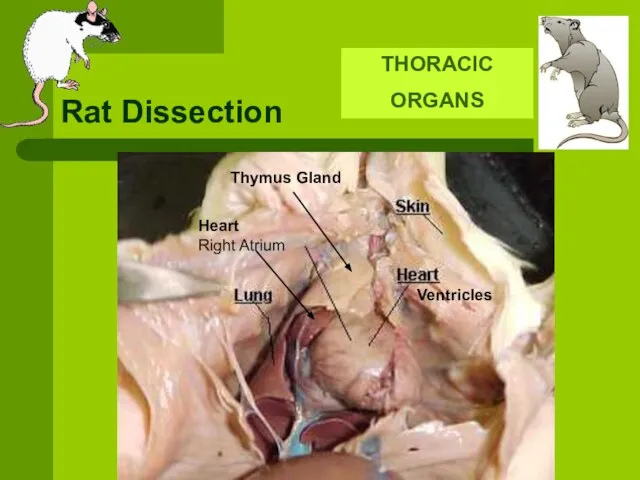 Rat Dissection THORACIC ORGANS Thymus Gland Ventricles Heart Right Atrium