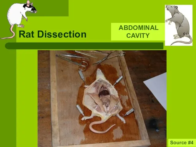 Rat Dissection ABDOMINAL CAVITY Source #4