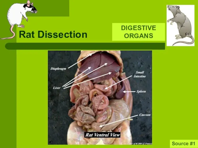 Rat Dissection DIGESTIVE ORGANS Source #1