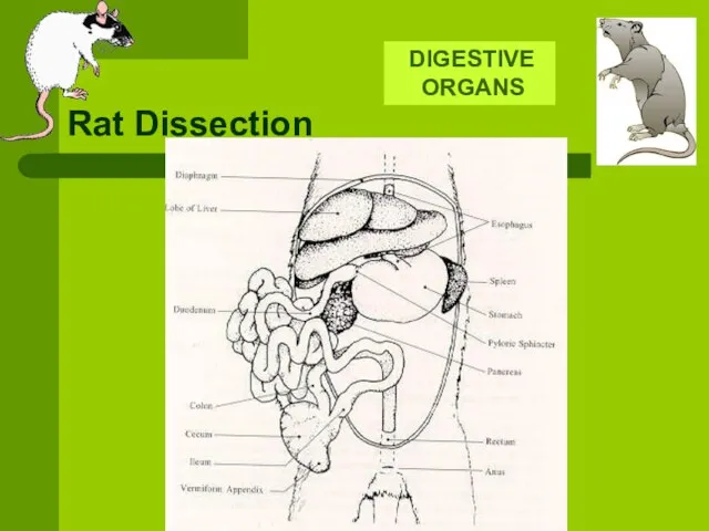 Rat Dissection DIGESTIVE ORGANS