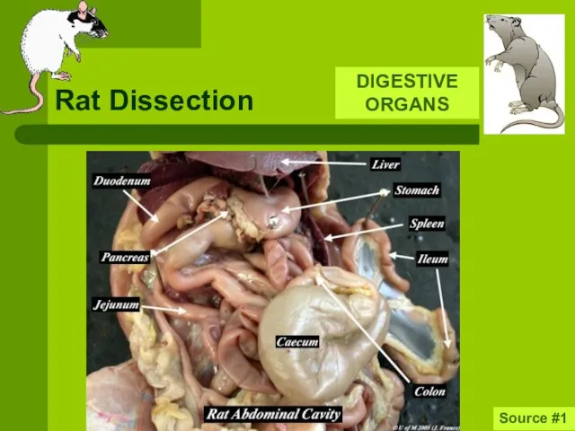 Rat Dissection DIGESTIVE ORGANS Source #1