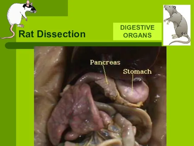 Rat Dissection DIGESTIVE ORGANS