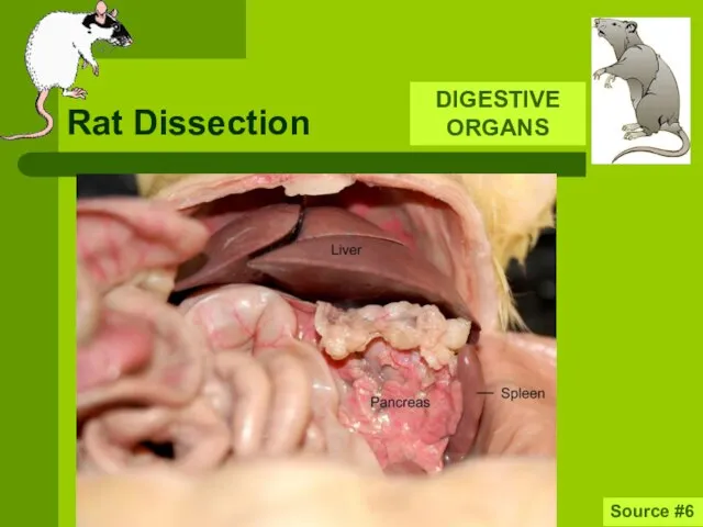 Rat Dissection Source #6 DIGESTIVE ORGANS