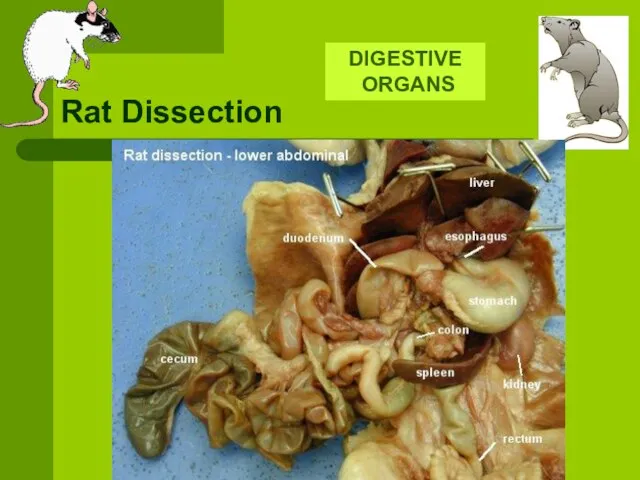 Rat Dissection DIGESTIVE ORGANS