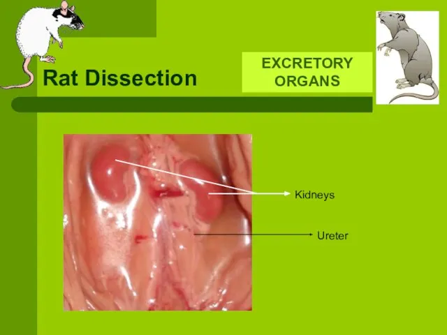 Rat Dissection EXCRETORY ORGANS Kidneys Ureter