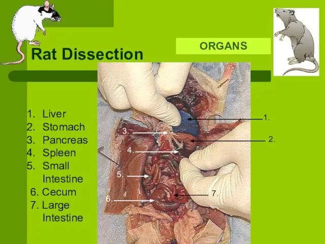 Rat Dissection ORGANS 1. 2. 3. 4. 5. 6. Liver Stomach