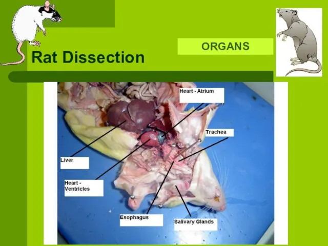 Rat Dissection ORGANS