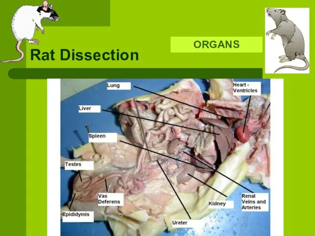 Rat Dissection ORGANS