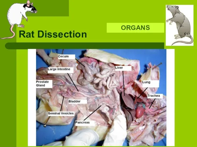 Rat Dissection ORGANS