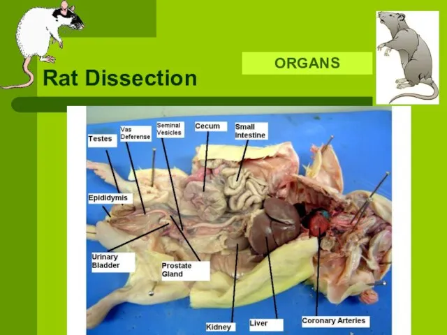 Rat Dissection ORGANS