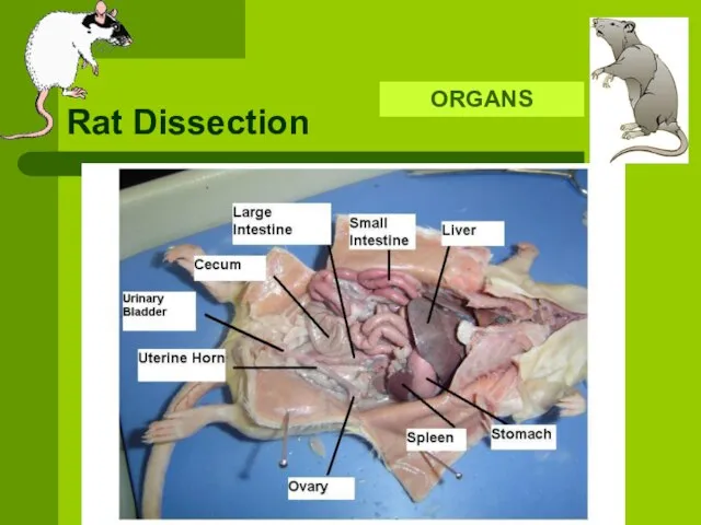 Rat Dissection ORGANS