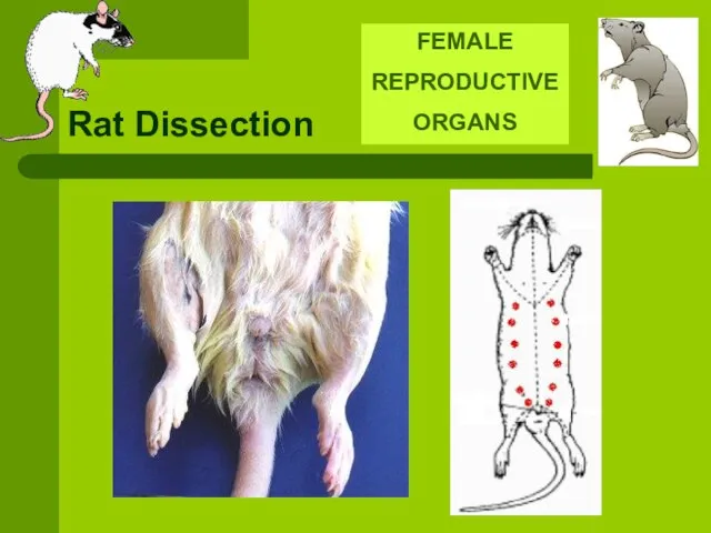 Rat Dissection FEMALE REPRODUCTIVE ORGANS