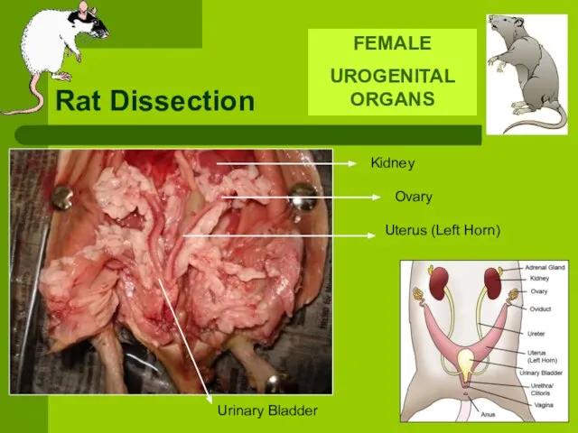 Rat Dissection FEMALE UROGENITAL ORGANS Kidney Ovary Uterus (Left Horn) Urinary Bladder