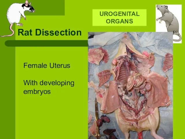 Rat Dissection UROGENITAL ORGANS Female Uterus With developing embryos