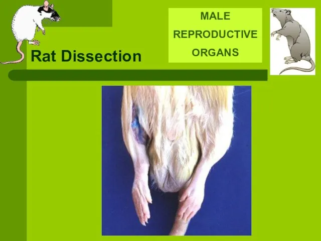 Rat Dissection MALE REPRODUCTIVE ORGANS