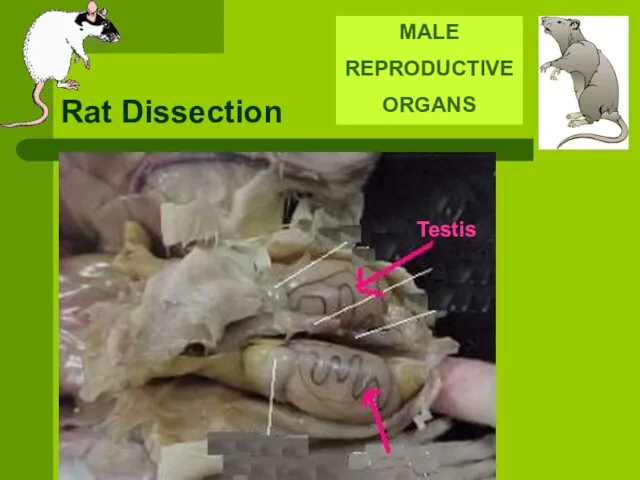 Rat Dissection MALE REPRODUCTIVE ORGANS Testis