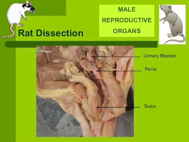 Rat Dissection MALE REPRODUCTIVE ORGANS Penis Testis Urinary Bladder