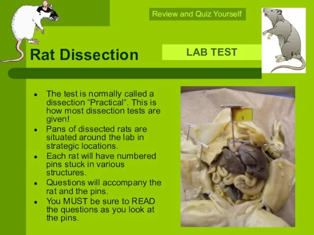 Rat Dissection LAB TEST Review and Quiz Yourself The test is