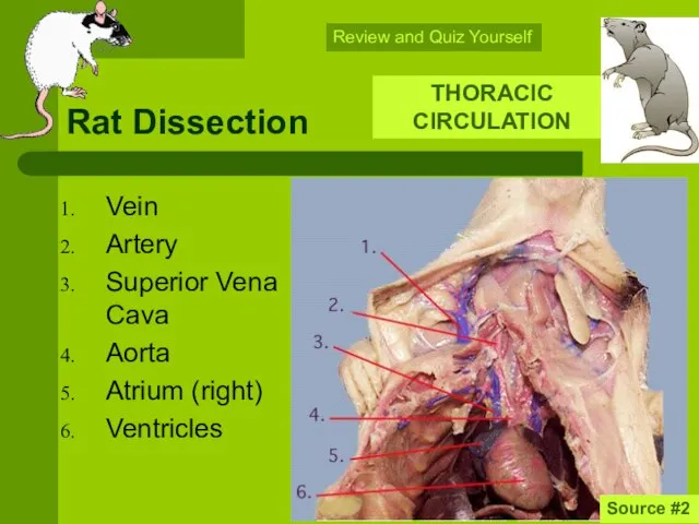 Rat Dissection Vein Artery Superior Vena Cava Aorta Atrium (right) Ventricles