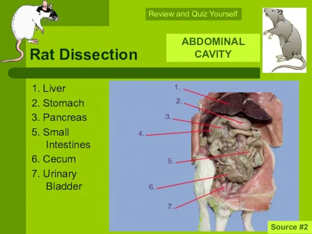 Rat Dissection 1. Liver 2. Stomach 3. Pancreas 5. Small Intestines