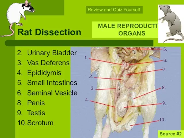 Rat Dissection 2. Urinary Bladder 3. Vas Deferens 4. Epididymis 5.