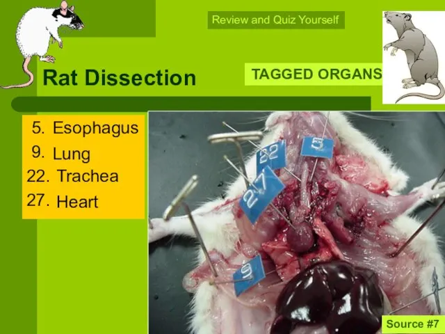 Rat Dissection 5. 9. 22. 27. TAGGED ORGANS Source #7 Review