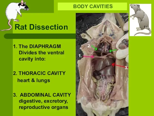 Rat Dissection BODY CAVITIES 1. 2. 3. 1. The DIAPHRAGM Divides