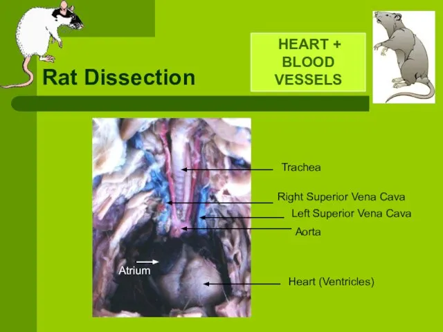 Rat Dissection HEART + BLOOD VESSELS Right Superior Vena Cava Left