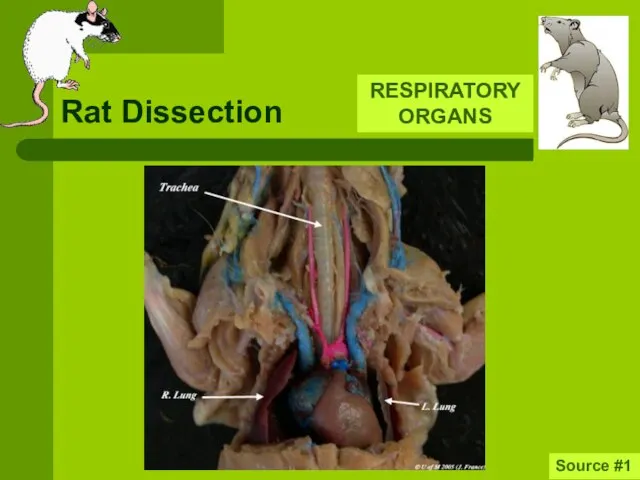 Rat Dissection RESPIRATORY ORGANS Source #1