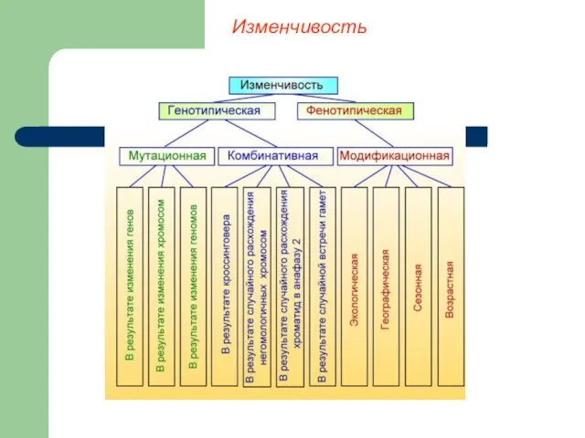 Изменчивость