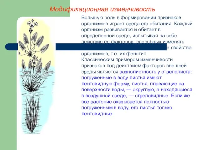 Модификационная изменчивость Большую роль в формировании признаков организмов играет среда его