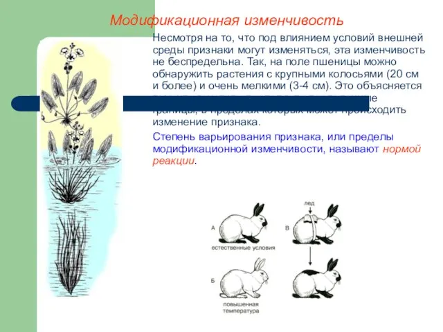 Модификационная изменчивость Несмотря на то, что под влиянием условий внешней среды