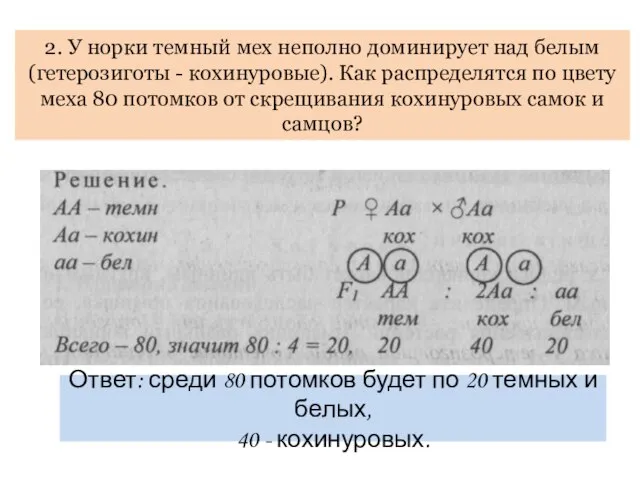 2. У норки темный мех неполно доминирует над белым (гетерозиготы -