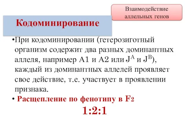 При кодоминировании (гетерозиготный организм содержит два разных доминантных аллеля, например А1