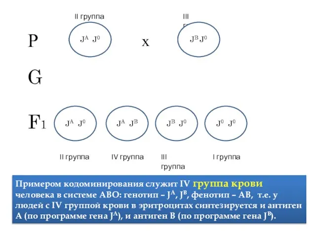 Примером кодоминирования служит IV группа крови человека в системе АВО: генотип