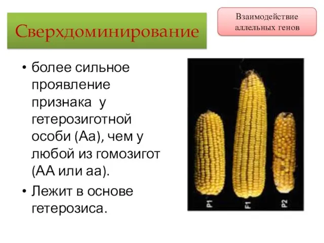 Сверхдоминирование более сильное проявление признака у гетерозиготной особи (Аа), чем у