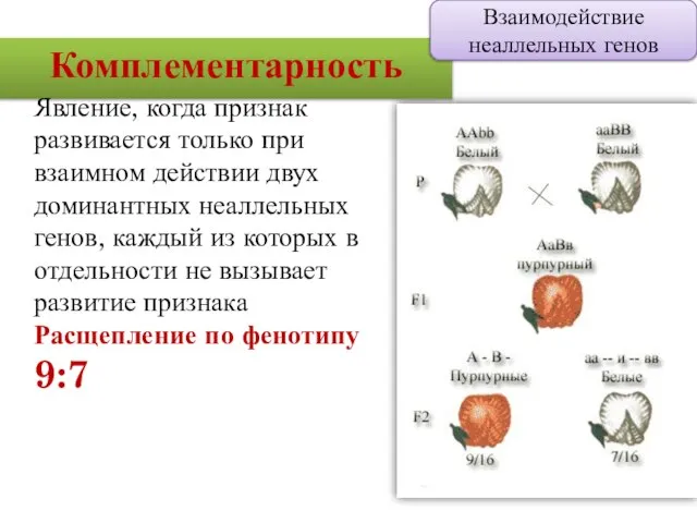 Комплементарность Взаимодействие неаллельных генов Явление, когда признак развивается только при взаимном