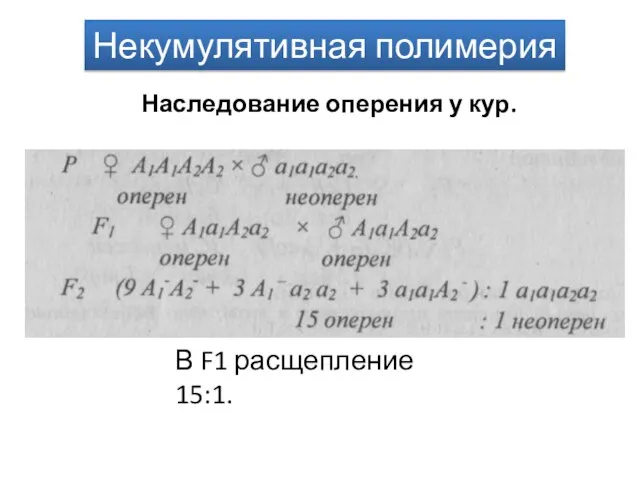 Некумулятивная полимерия Наследование оперения у кур. В F1 расщепление 15:1.