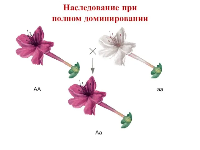 АА аа Аа Наследование при полном доминировании