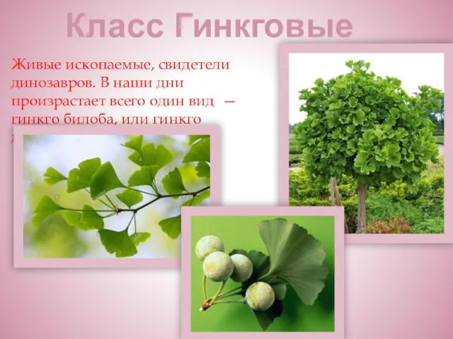 Живые ископаемые, свидетели динозавров. В наши дни произрастает всего один вид