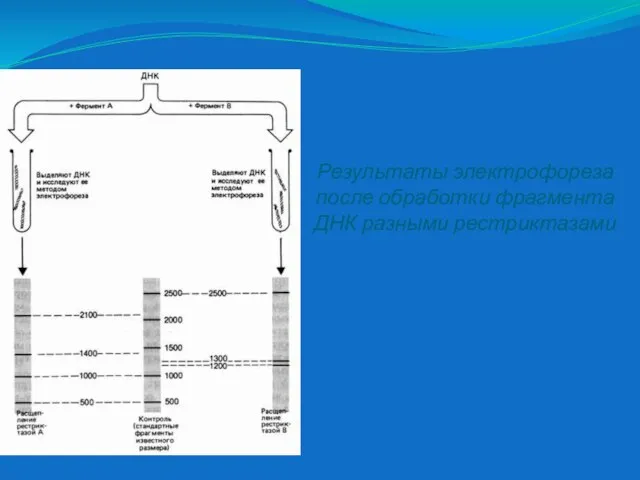 Результаты электрофореза после обработки фрагмента ДНК разными рестриктазами