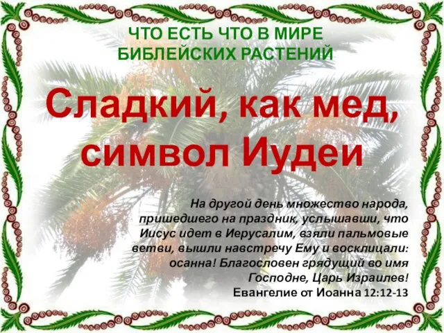 Сладкий, как мед, символ Иудеи На другой день множество народа, пришедшего