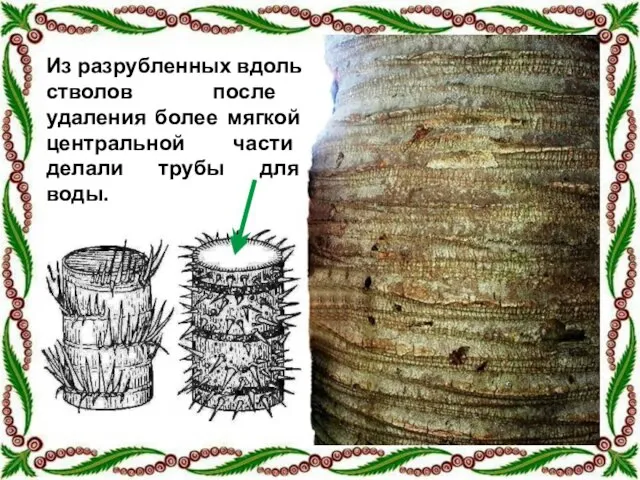 Из разрубленных вдоль стволов после удаления более мягкой центральной части делали трубы для воды.