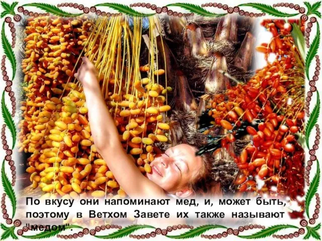 По вкусу они напоминают мед, и, может быть, поэтому в Ветхом Завете их также называют "медом".