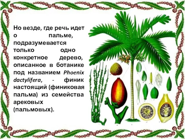 Но везде, где речь идет о пальме, подразумевается только одно конкретное